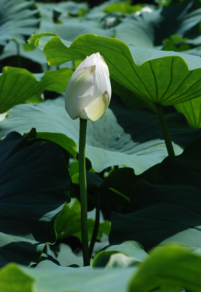 看取荷花凈，應(yīng)知不染塵