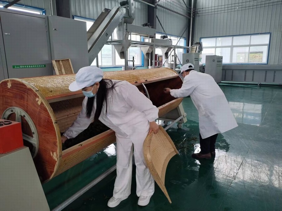 陜煤建設(shè)定點幫扶村:“天池大碗茶”促進產(chǎn)業(yè)發(fā)展正循環(huán)